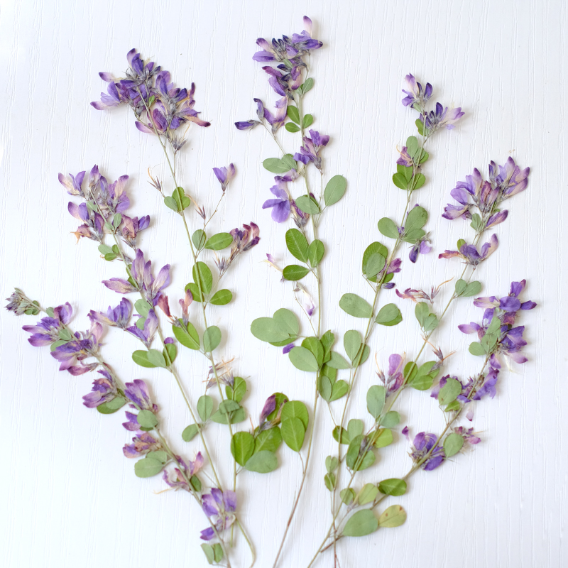 6 pièces, fleurs séchées press - Resin Art Baby avis et prix