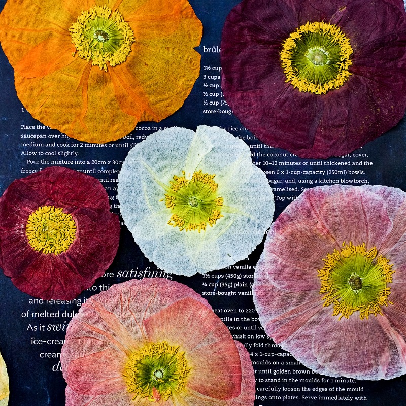 1 pièce, Fleurs de pavot de ca - Resin Art Baby avis et prix