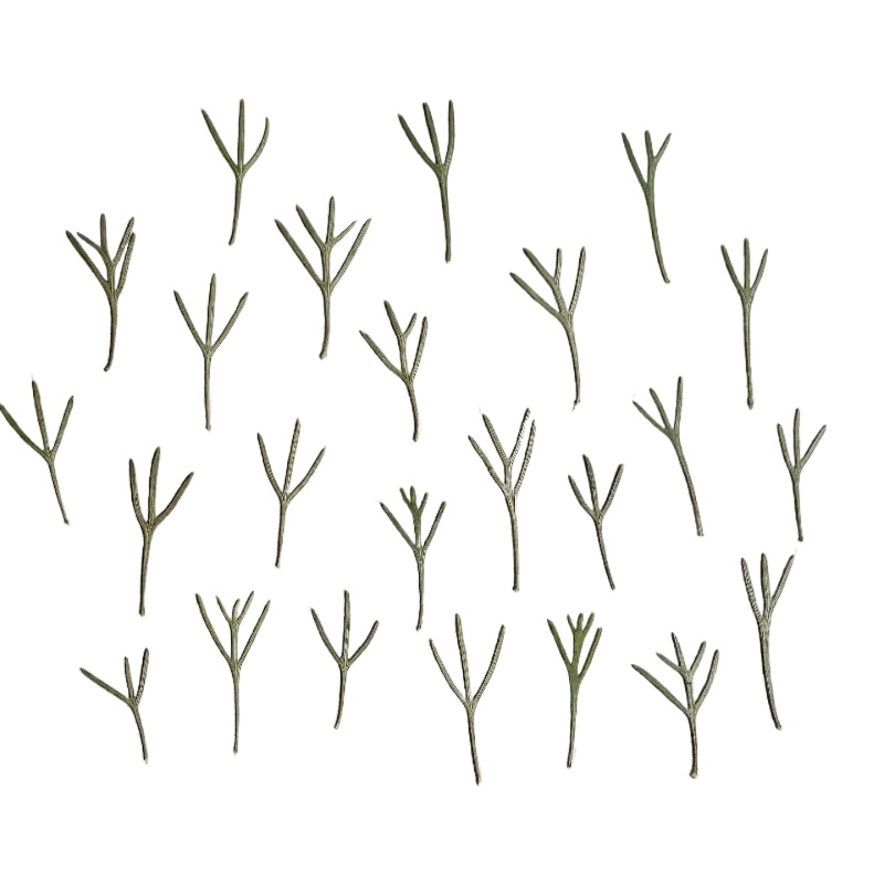 24 pièces, Feuilles d'achillea - Resin Art Baby avis et prix