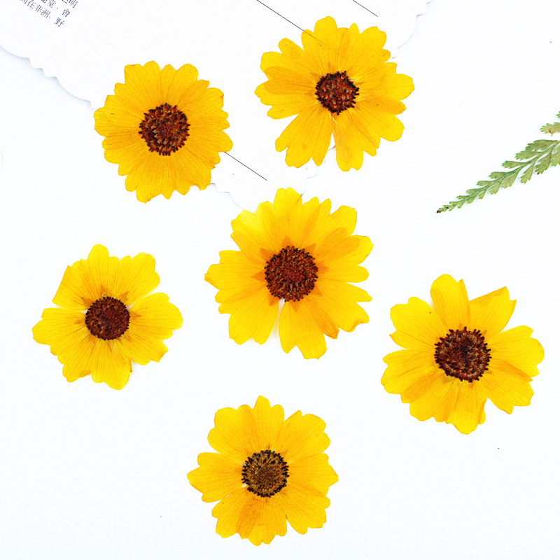 24 pièces, fleurs de chrysanth - Resin Art Baby avis et prix