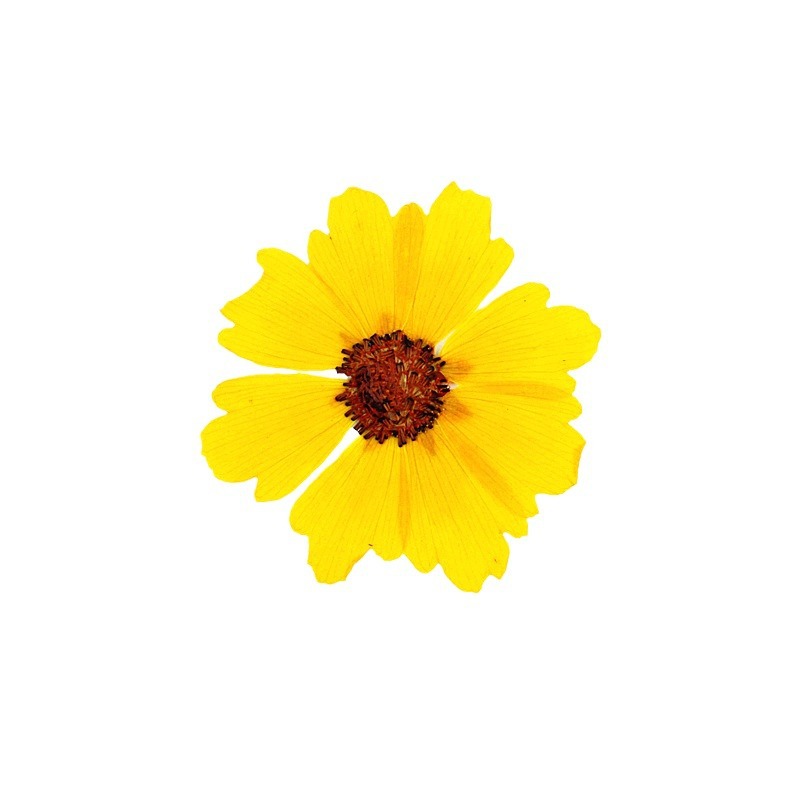 24 pièces, fleurs de chrysanth - Resin Art Baby avis et prix
