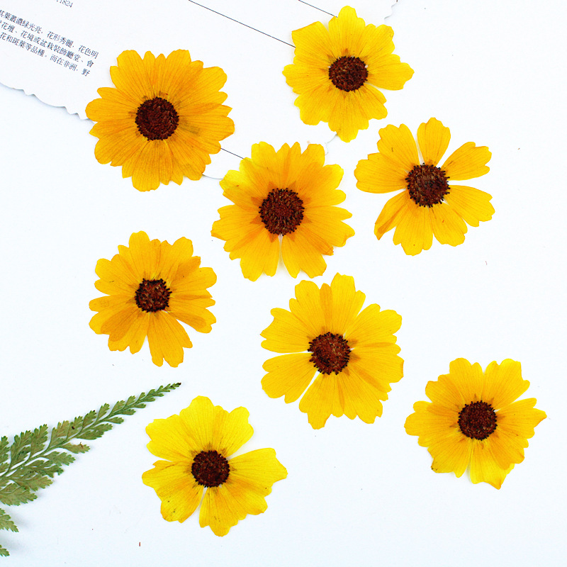 24 pièces, fleurs de chrysanth - Resin Art Baby avis et prix